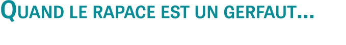 Quand le rapace est un gerfaut…